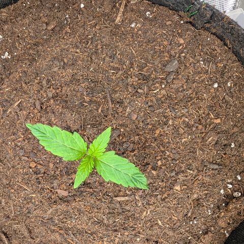 Sensi Seeds x Fat Beans - Candy Buds growlog photo: 2 Woche
