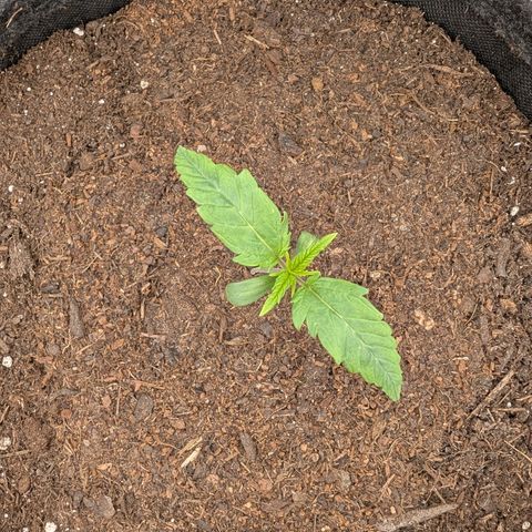 Sensi Seeds x Fat Beans - Candy Buds growlog photo: 2 Woche