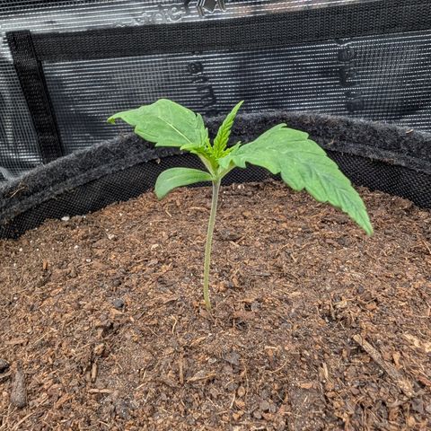 Sensi Seeds x Fat Beans - Candy Buds growlog photo: 2 Woche