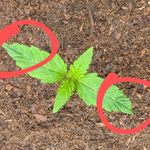 Sensi Seeds x Fat Beans - Candy Buds growlog photo: DLI/PPDF zu hoch. 
Jetzt 18/260
Vorher 24/360