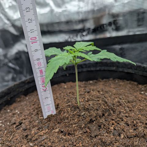 Sensi Seeds x Fat Beans - Candy Buds growlog photo: 2 Woche