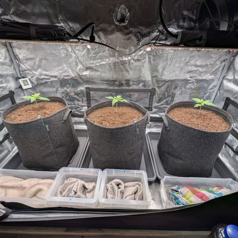 Sensi Seeds x Fat Beans - Candy Buds growlog photo: 2 Woche