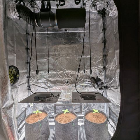 Sensi Seeds x Fat Beans - Candy Buds growlog photo: 2 Woche
