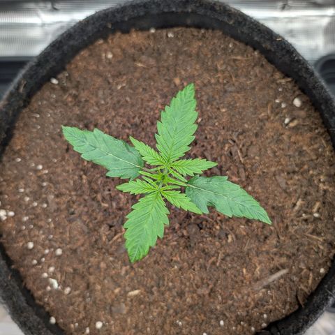 Sensi Seeds x Fat Beans - Candy Buds growlog photo: 2 Woche
