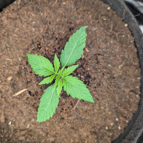 Sensi Seeds x Fat Beans - Candy Buds growlog photo: 2 Woche