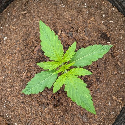 Sensi Seeds x Fat Beans - Candy Buds growlog photo: 2 Woche