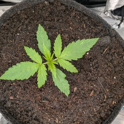 Sensi Seeds x Fat Beans - Candy Buds growlog photo: Woche 2