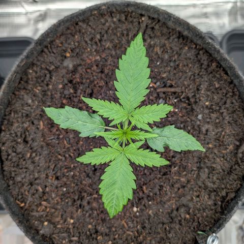 Sensi Seeds x Fat Beans - Candy Buds growlog photo: Woche 2