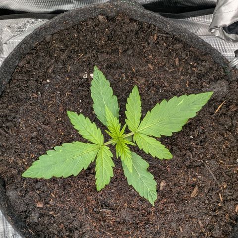Sensi Seeds x Fat Beans - Candy Buds growlog photo: Woche 2