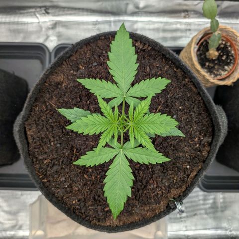 Sensi Seeds x Fat Beans - Candy Buds growlog photo: Woche 3