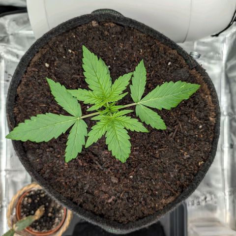 Sensi Seeds x Fat Beans - Candy Buds growlog photo: Woche 3