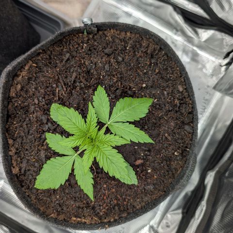 Sensi Seeds x Fat Beans - Candy Buds growlog photo: Woche 3