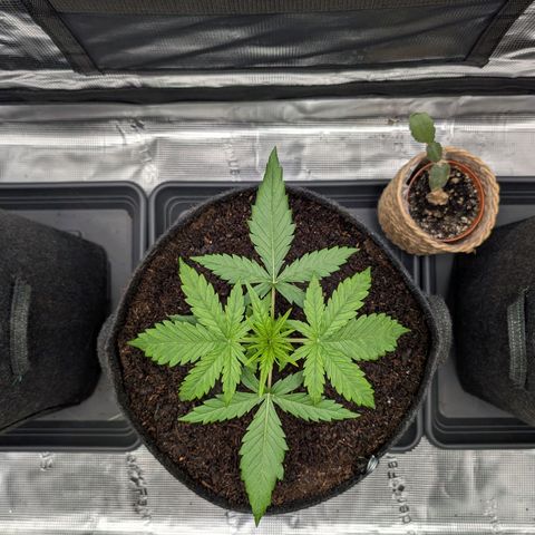 Sensi Seeds x Fat Beans - Candy Buds growlog photo: Woche 3