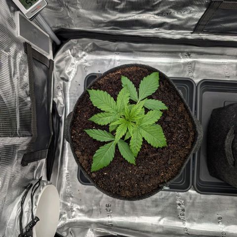 Sensi Seeds x Fat Beans - Candy Buds growlog photo: Woche 3