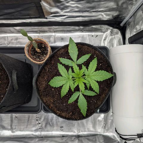 Sensi Seeds x Fat Beans - Candy Buds growlog photo: Woche 3