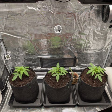 Sensi Seeds x Fat Beans - Candy Buds growlog photo: Woche 3
