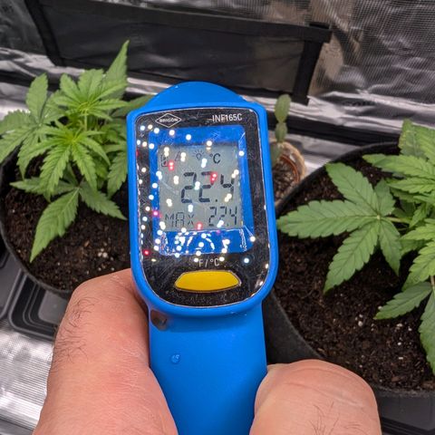 Sensi Seeds x Fat Beans - Candy Buds growlog photo: Woche 3
