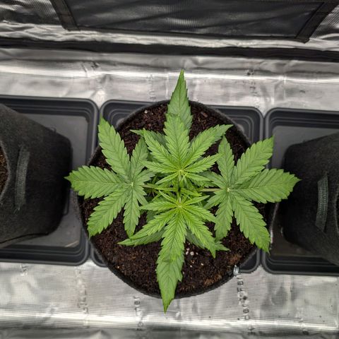 Sensi Seeds x Fat Beans - Candy Buds growlog photo: Woche 3