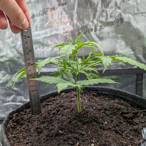 Sensi Seeds x Fat Beans - Candy Buds growlog photo: Woche 3