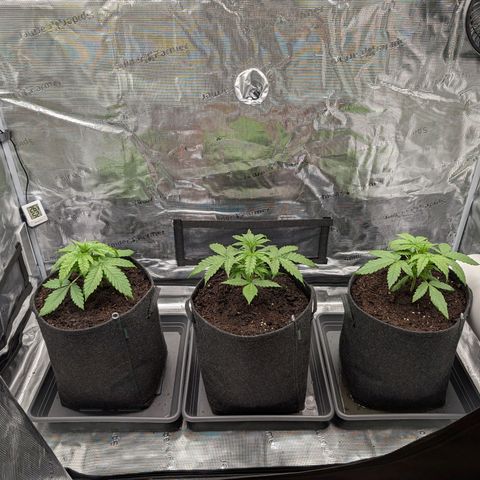 Sensi Seeds x Fat Beans - Candy Buds growlog photo: Woche 3