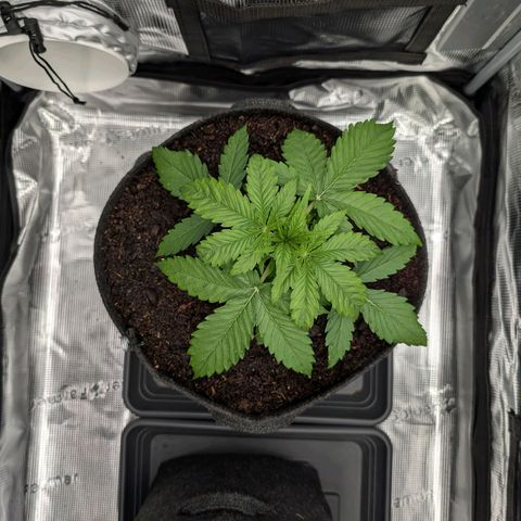 Sensi Seeds x Fat Beans - Candy Buds growlog photo: Woche 3