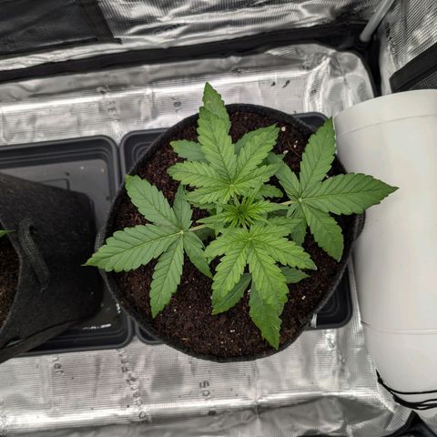 Sensi Seeds x Fat Beans - Candy Buds growlog photo: Woche 3