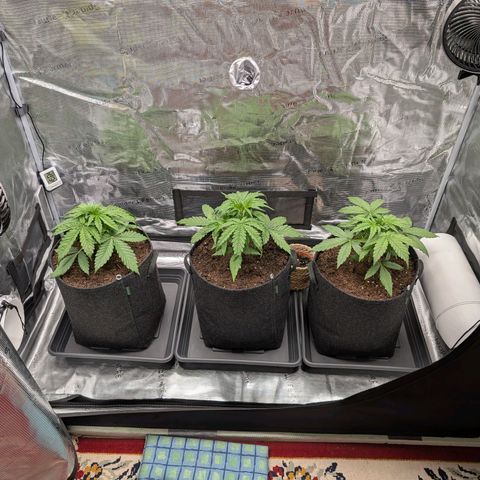 Sensi Seeds x Fat Beans - Candy Buds growlog photo: Woche 4