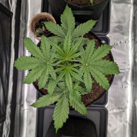 Sensi Seeds x Fat Beans - Candy Buds growlog photo: Woche 4
