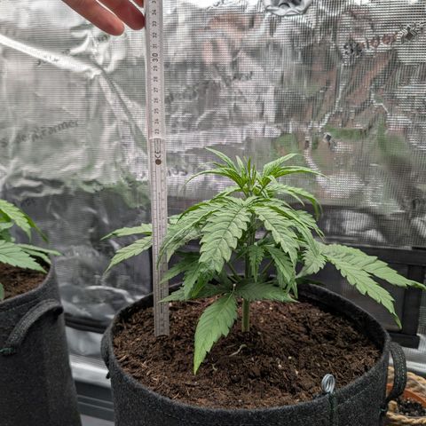 Sensi Seeds x Fat Beans - Candy Buds growlog photo: Woche 4