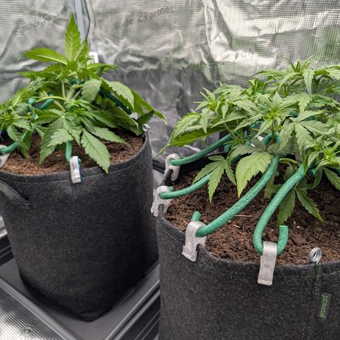 Sensi Seeds x Fat Beans - Candy Buds growlog photo: LST - tie down