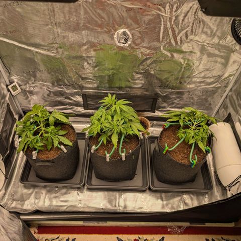 Sensi Seeds x Fat Beans - Candy Buds growlog photo: LST - tie down