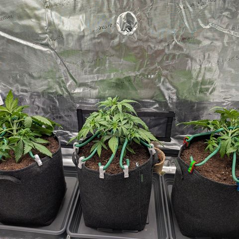 Sensi Seeds x Fat Beans - Candy Buds growlog photo: LST - tie down
