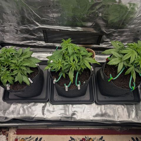Sensi Seeds x Fat Beans - Candy Buds growlog photo: Woche 4