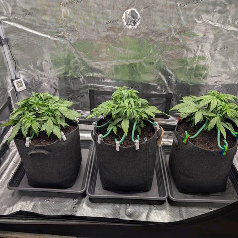 Sensi Seeds x Fat Beans - Candy Buds growlog photo: Woche 4