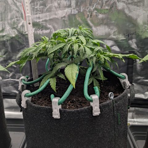 Sensi Seeds x Fat Beans - Candy Buds growlog photo: Woche 4