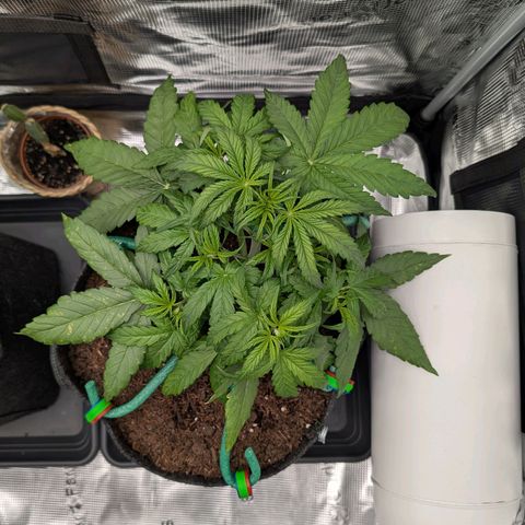 Sensi Seeds x Fat Beans - Candy Buds growlog photo: Woche 4 LST