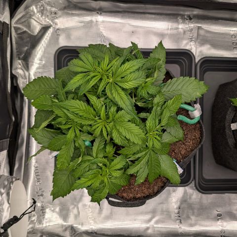 Sensi Seeds x Fat Beans - Candy Buds growlog photo: Woche 4 LST