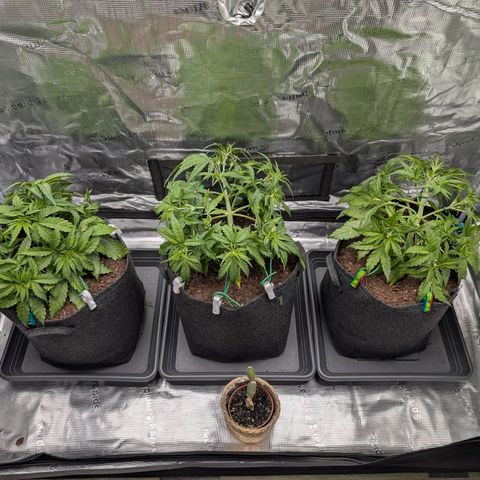 Sensi Seeds x Fat Beans - Candy Buds growlog photo: LST angepasst