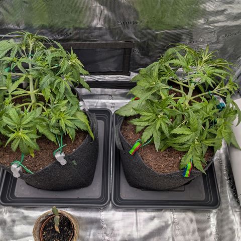 Sensi Seeds x Fat Beans - Candy Buds growlog photo: LST angepasst