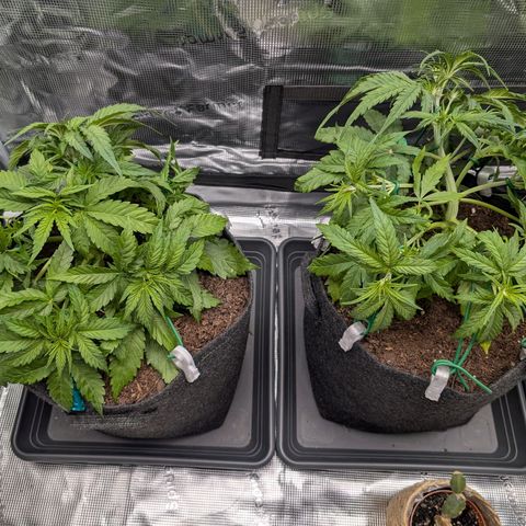 Sensi Seeds x Fat Beans - Candy Buds growlog photo: LST angepasst