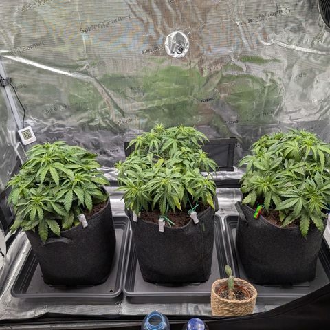 Sensi Seeds x Fat Beans - Candy Buds growlog photo: Woche 5
