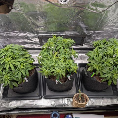 Sensi Seeds x Fat Beans - Candy Buds growlog photo: Woche 5