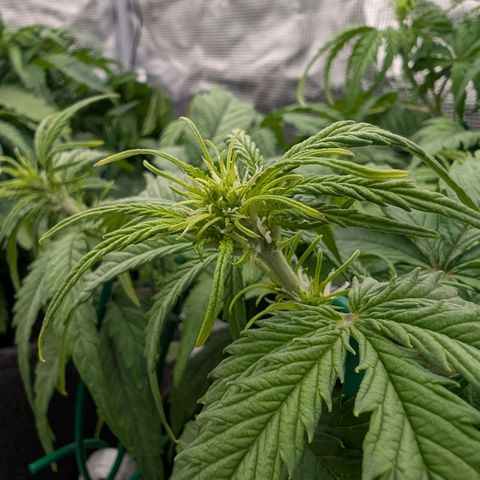 Sensi Seeds x Fat Beans - Candy Buds growlog photo: Woche 5