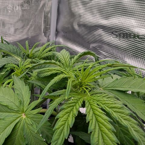 Sensi Seeds x Fat Beans - Candy Buds growlog photo: Woche 5