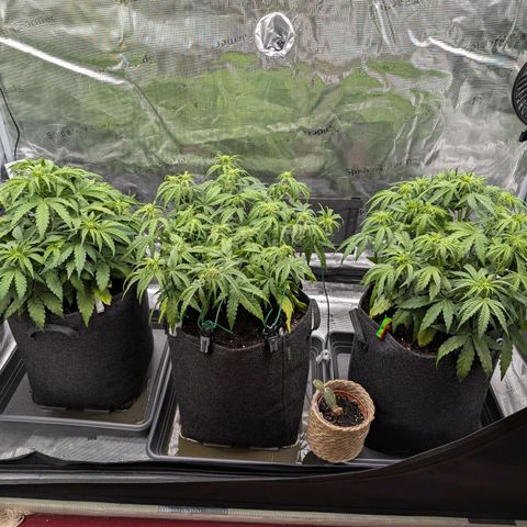 Sensi Seeds x Fat Beans - Candy Buds growlog photo: Woche 5