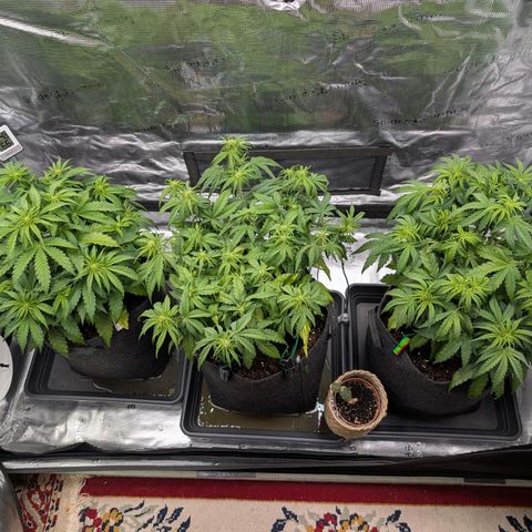 Sensi Seeds x Fat Beans - Candy Buds growlog photo: Woche 5