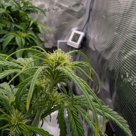Sensi Seeds x Fat Beans - Candy Buds growlog photo: Woche 5