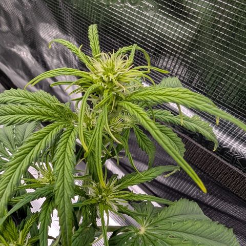 Sensi Seeds x Fat Beans - Candy Buds growlog photo: Woche 5