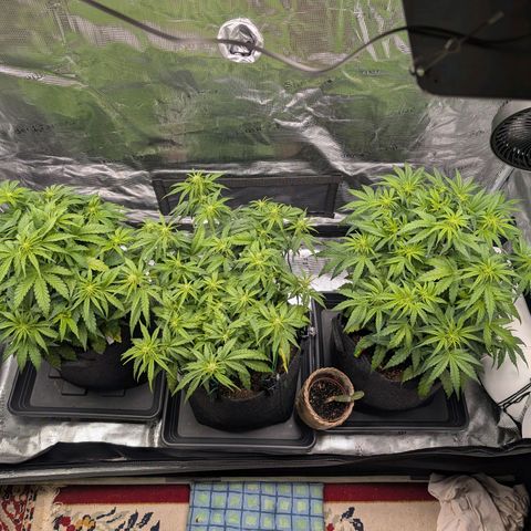 Sensi Seeds x Fat Beans - Candy Buds growlog photo: Woche 5