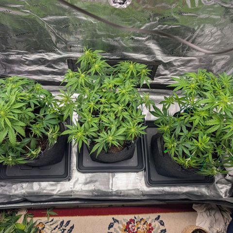 Sensi Seeds x Fat Beans - Candy Buds growlog photo: Woche 5